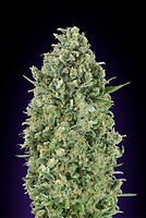 Critical Poison Feminised Seeds
