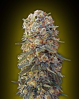 Sweet Critical Feminised Seeds