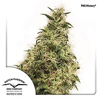 THC-Victory Feminised Seeds