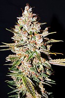 Gelato Feminised Seeds
