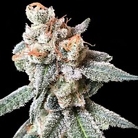 BT7 Feminised Seeds (Crockett Family Farms)