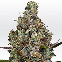 Rainbow Road Feminised Seeds