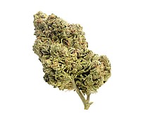 Skyrocket Feminised Seeds