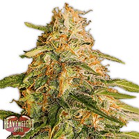 Tropic Punch Feminised Seeds