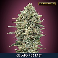 Gelato #33 Fast Feminised Seeds