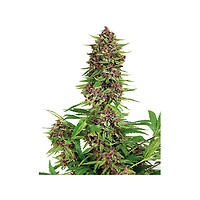 Purple Kush Feminised Seeds