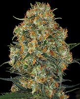 Wedding Cake Feminised Seeds - BULK