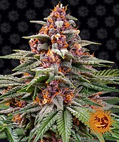 Runtz Auto Feminised Seeds