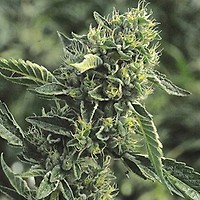 DC Cure 1:1 CBD Auto Feminised Seeds