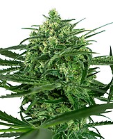 Sensi Amnesia Feminised Seeds
