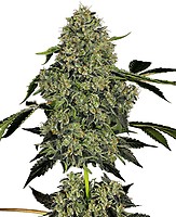 OG Kush Auto Feminised Seeds
