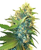 Double Kush Cake Feminised Seeds