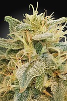 Relief CBD Feminised Seeds (CBDrelief‚Ñ¢)