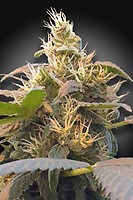 Energy CBD Feminised Seeds (CBDenergy‚Ñ¢)