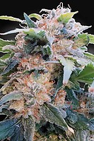 Dream CBD Feminised Seeds (CBDream‚Ñ¢)