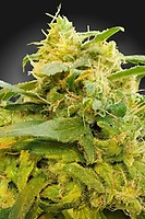 Divine CBD Feminised Seeds (CBDivine‚Ñ¢)