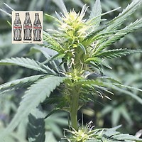 Diet Durban THCV 1:1 Feminised Seeds