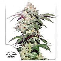 Skywalker Haze Feminised Seeds
