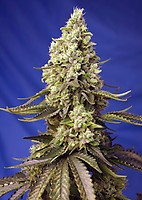 Runtz XL Auto Feminised Seeds