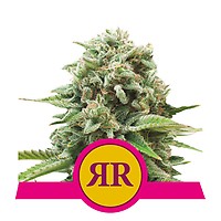 Royal Runtz Feminised Seeds
