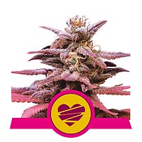 Wedding Crasher Feminised Seeds