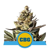 Royal CBG Auto Feminised Seeds