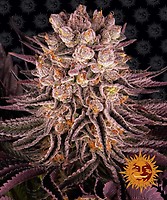 Mimosa x Orange Punch Feminised Seeds