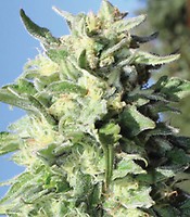 Banana Mango Feminised Seeds