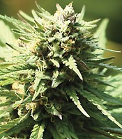 Slightly Stoopid Fruits Feminised Seeds