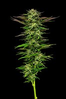 Apricot Papaya Feminised Seeds