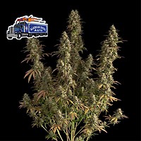 Alaskan Diesel Auto Feminised Seeds