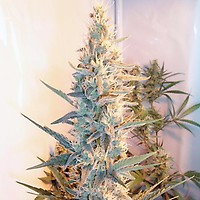 Outdoor Grapefruit Feminised Seeds