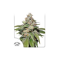 Mokum's Tulip Auto Feminised Seeds