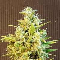 Kannabia CBG Auto Feminised Seeds