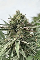 Humboldt Pound Cake Feminised Seeds