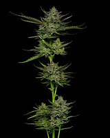 Sour Apple Auto Feminised Seeds