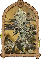 Malasaña Gelato Feminised Seeds