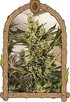 Banana Mash Auto Feminised Seeds