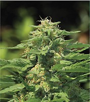 Dream Queen Feminised Seeds