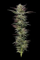 Nutter Budder Feminised Seeds
