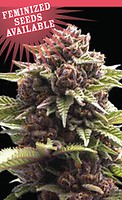 Squirt Feminised Seeds
