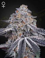 Velvet Moon Feminised Seeds