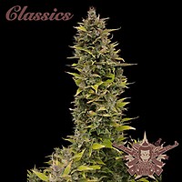 Buddha Classics AK Feminised Seeds
