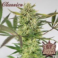 Buddha Classics Diesel Feminised Seeds