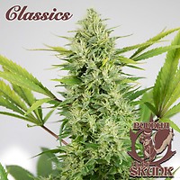 Buddha Classics Skunk Auto Feminised Seeds