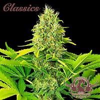 Buddha Classics White Widow Auto Feminised Seeds
