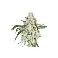 Lemon OG Feminised Seeds