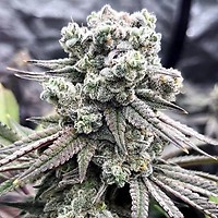 Runtz FAST Feminised Seeds - BULK
