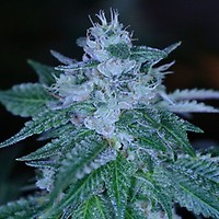 Rudeboi OG Feminised Seeds Bulk