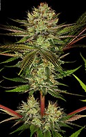 Chocolate Wafflez Feminised Seeds